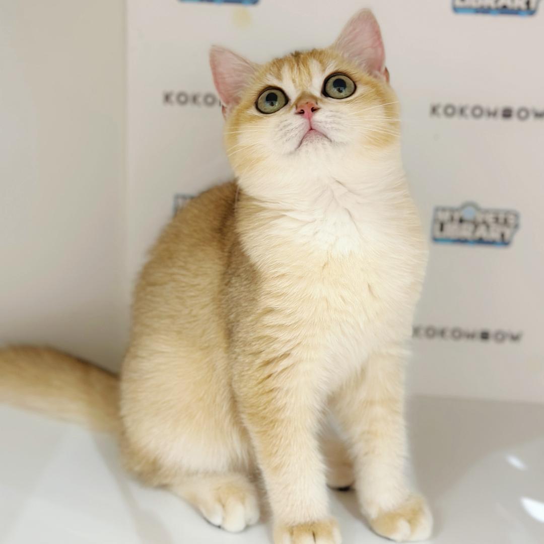 British Shorthair Kitten