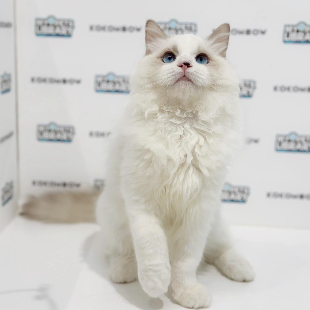 Ragdoll Kitten