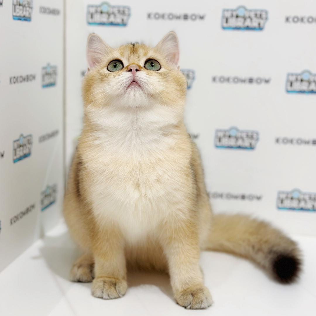 British Shorthair Kitten