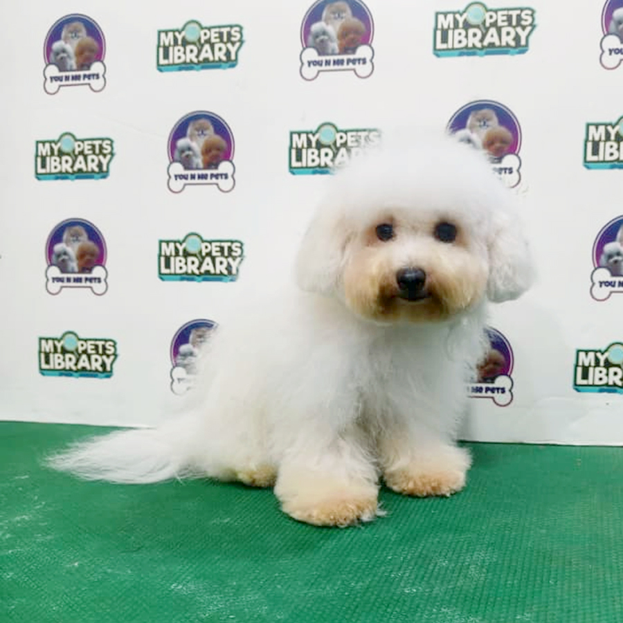 Tiny Bichon Frise Puppy
