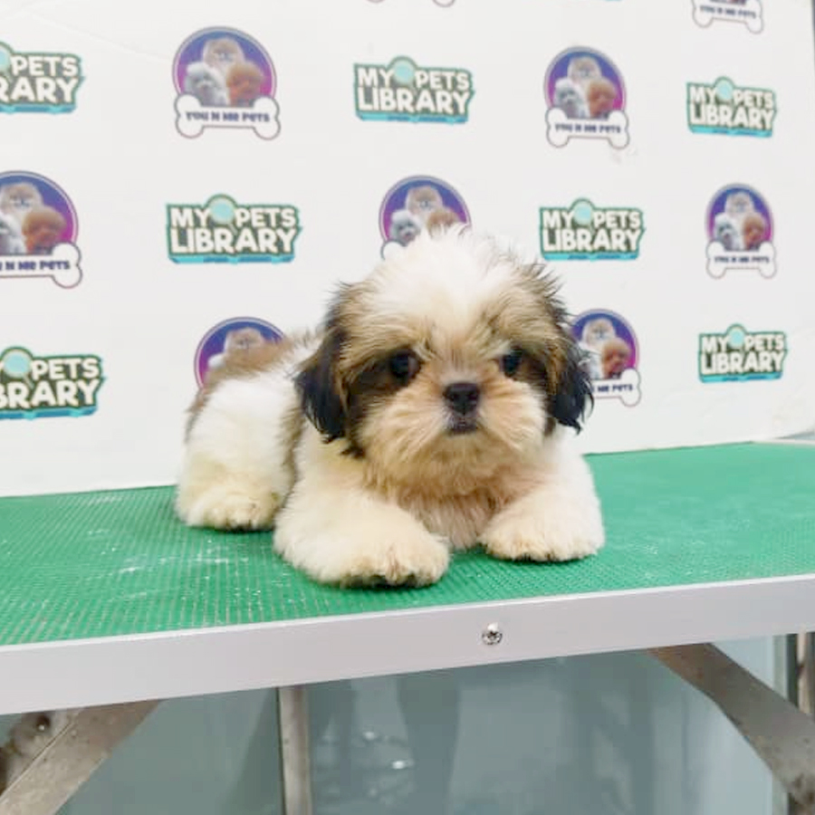 Mini Shih Tzu Puppy
