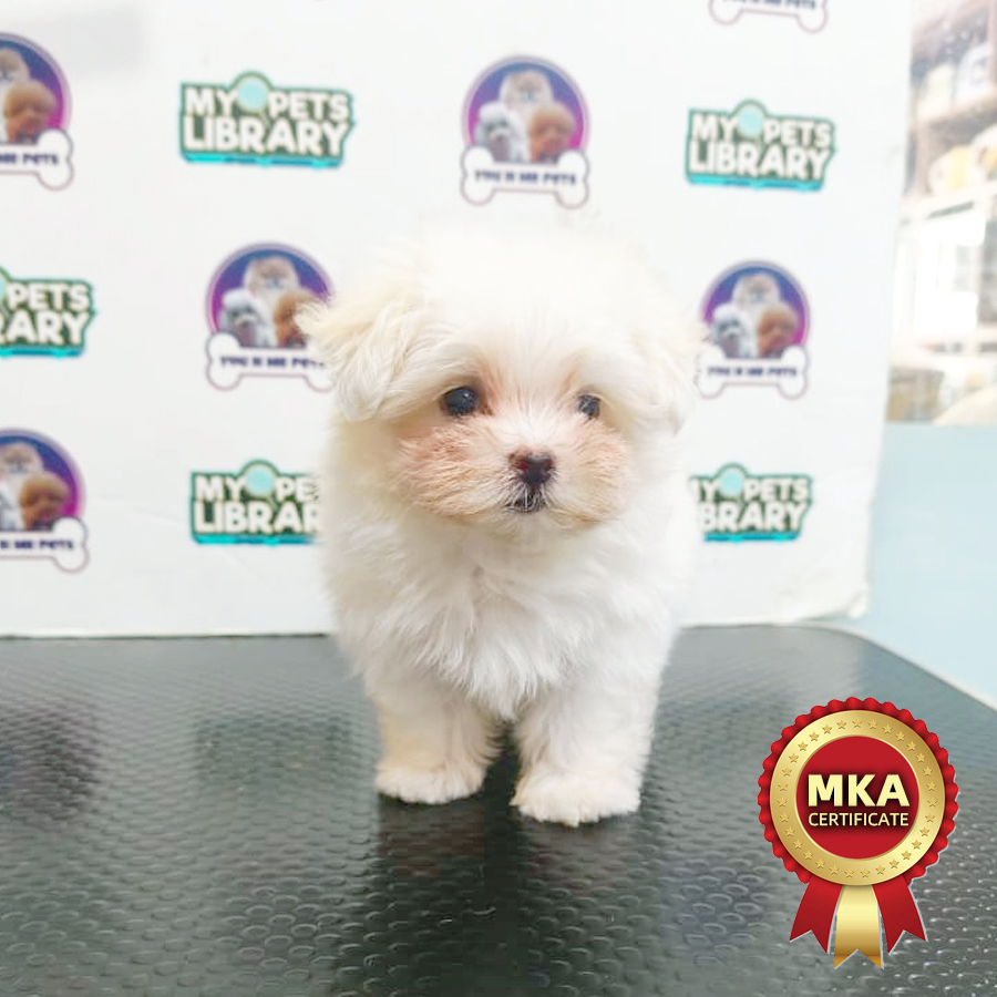 MKA Tiny Maltese Puppy