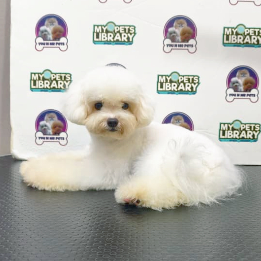 Tiny Bichon Frise Puppy