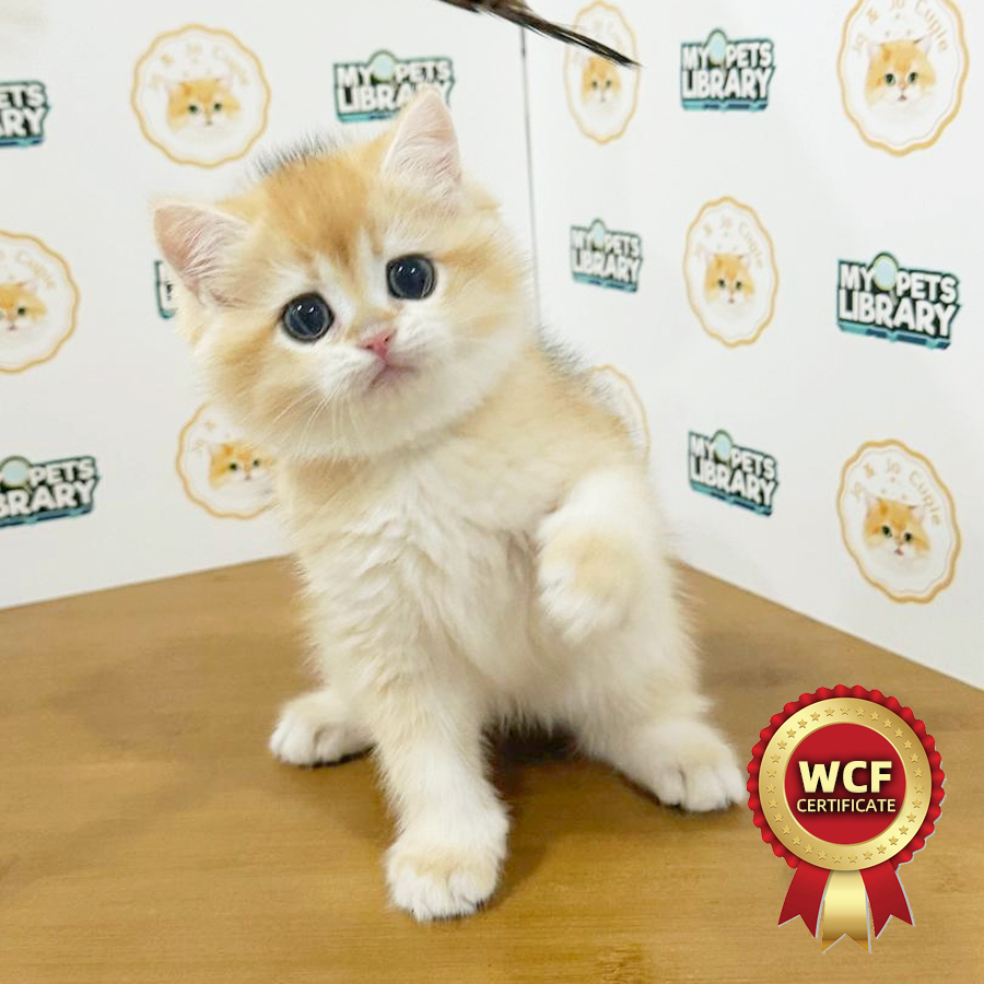 WCF British Shorthair Kitten
