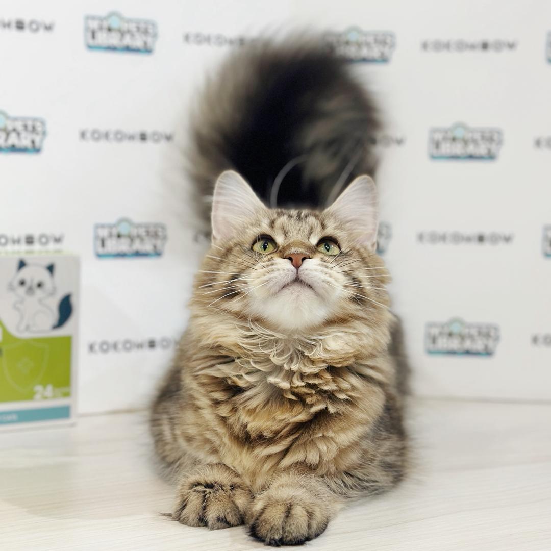 Maine Coon Kitten