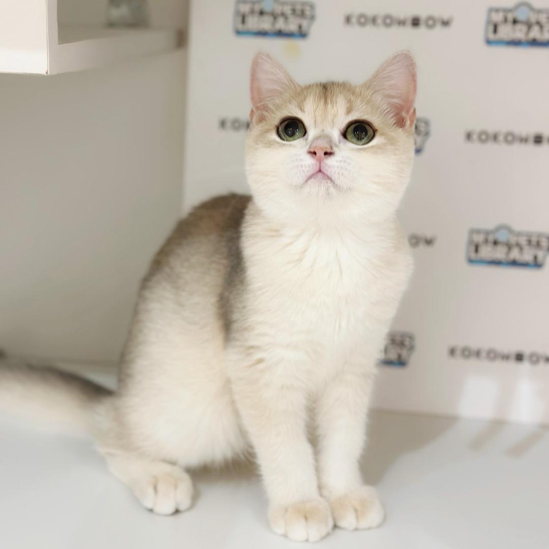 British Shorthair Kitten