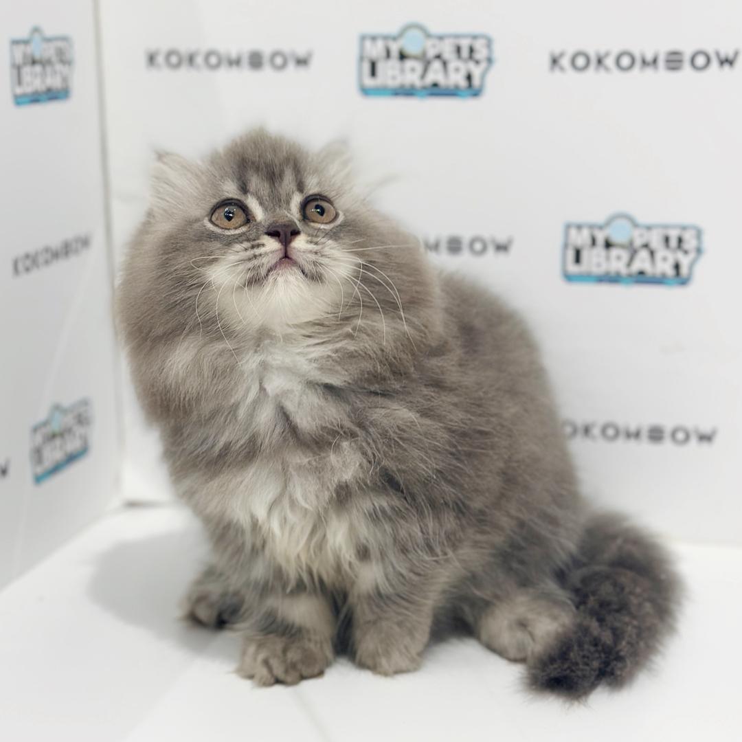 Super Short Minuet Napoleon Kitten