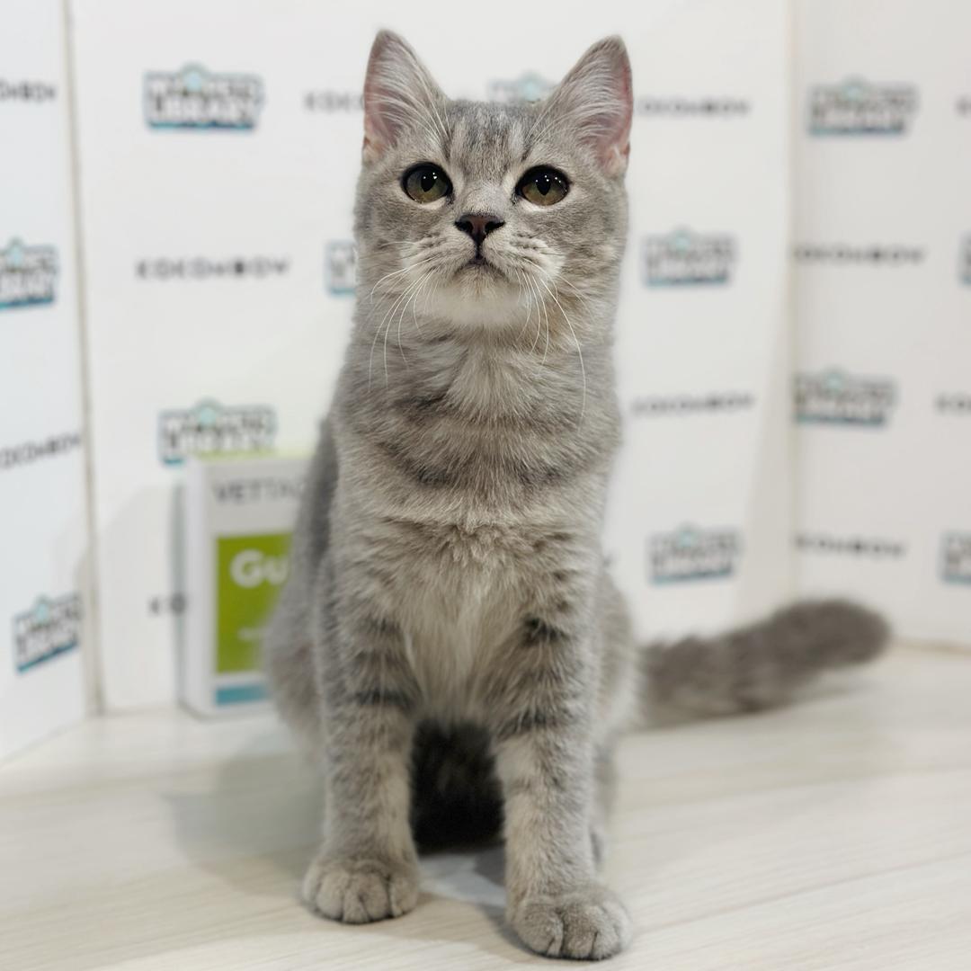 British Shorthair Kitten