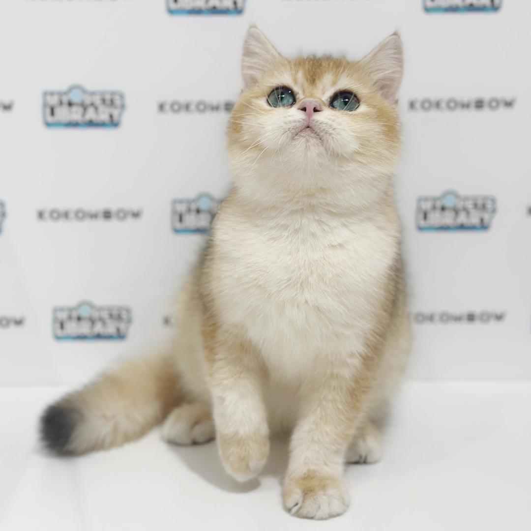 British Shorthair Kitten