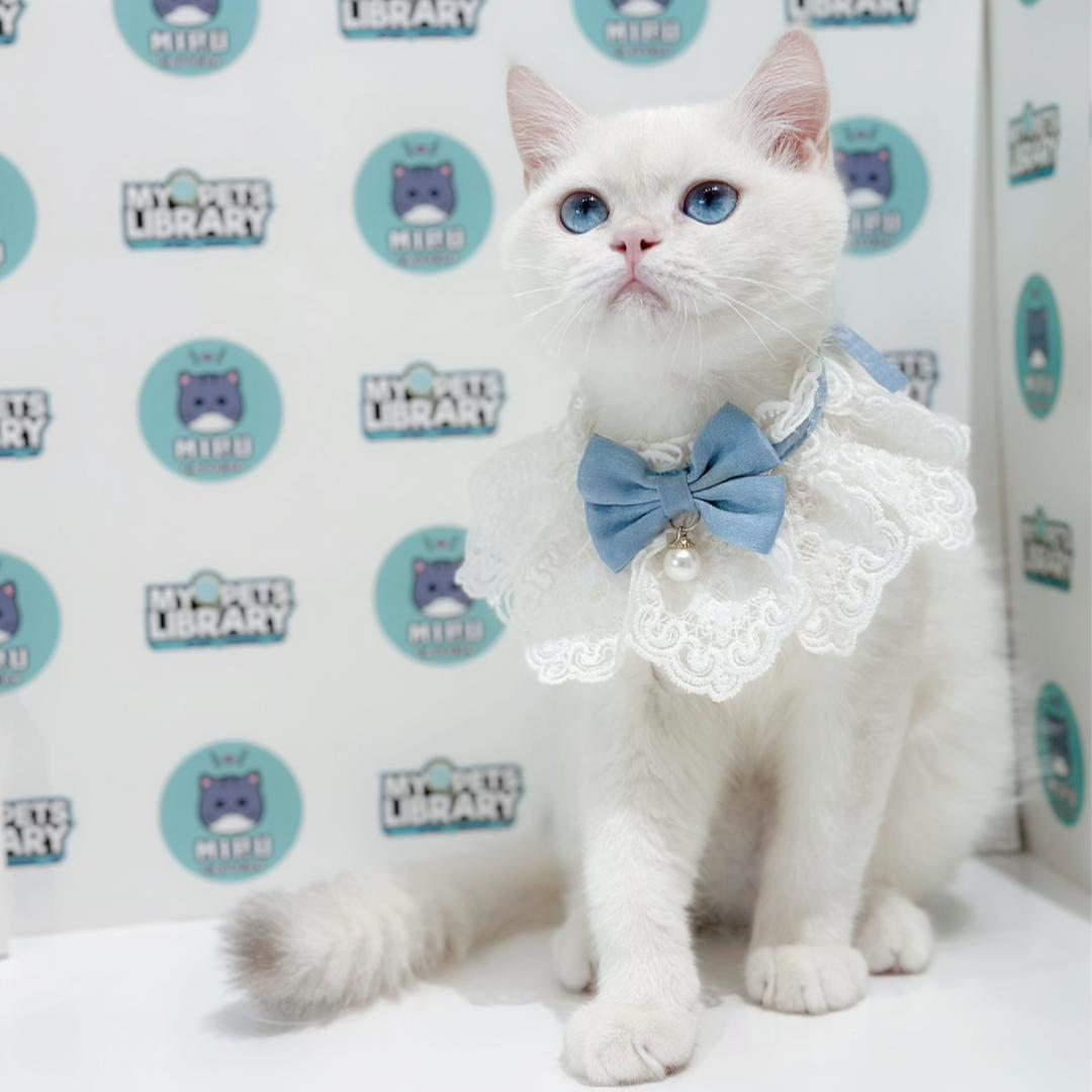 British Shorthair Kitten