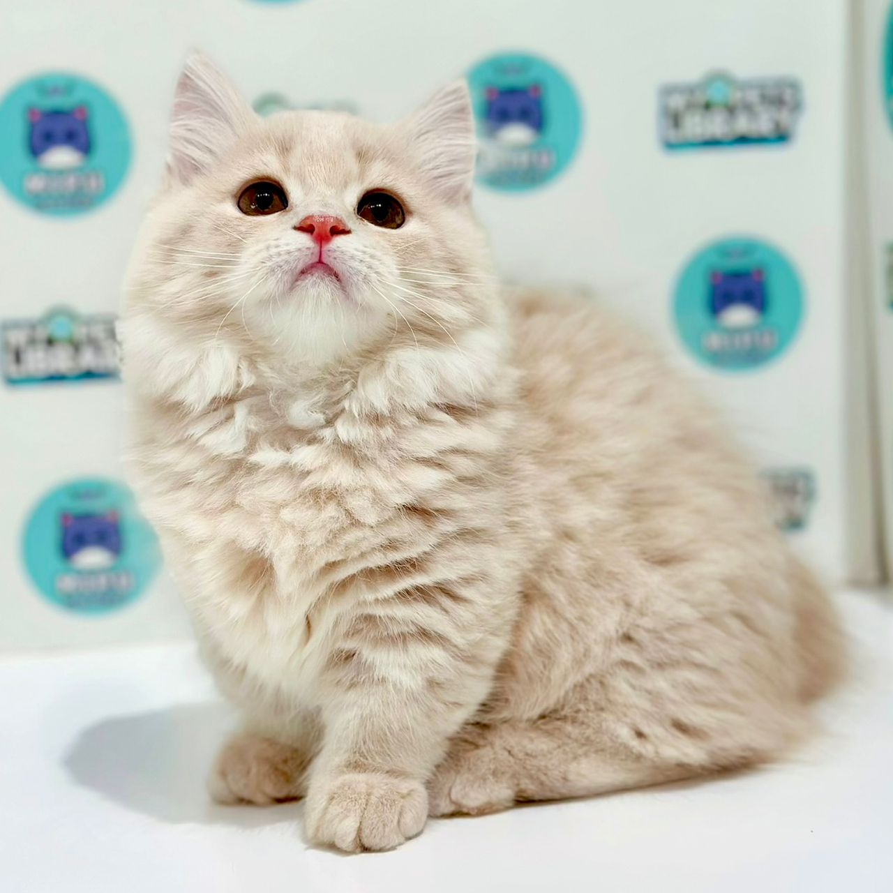 Super Short Minuet Napoleon Kitten