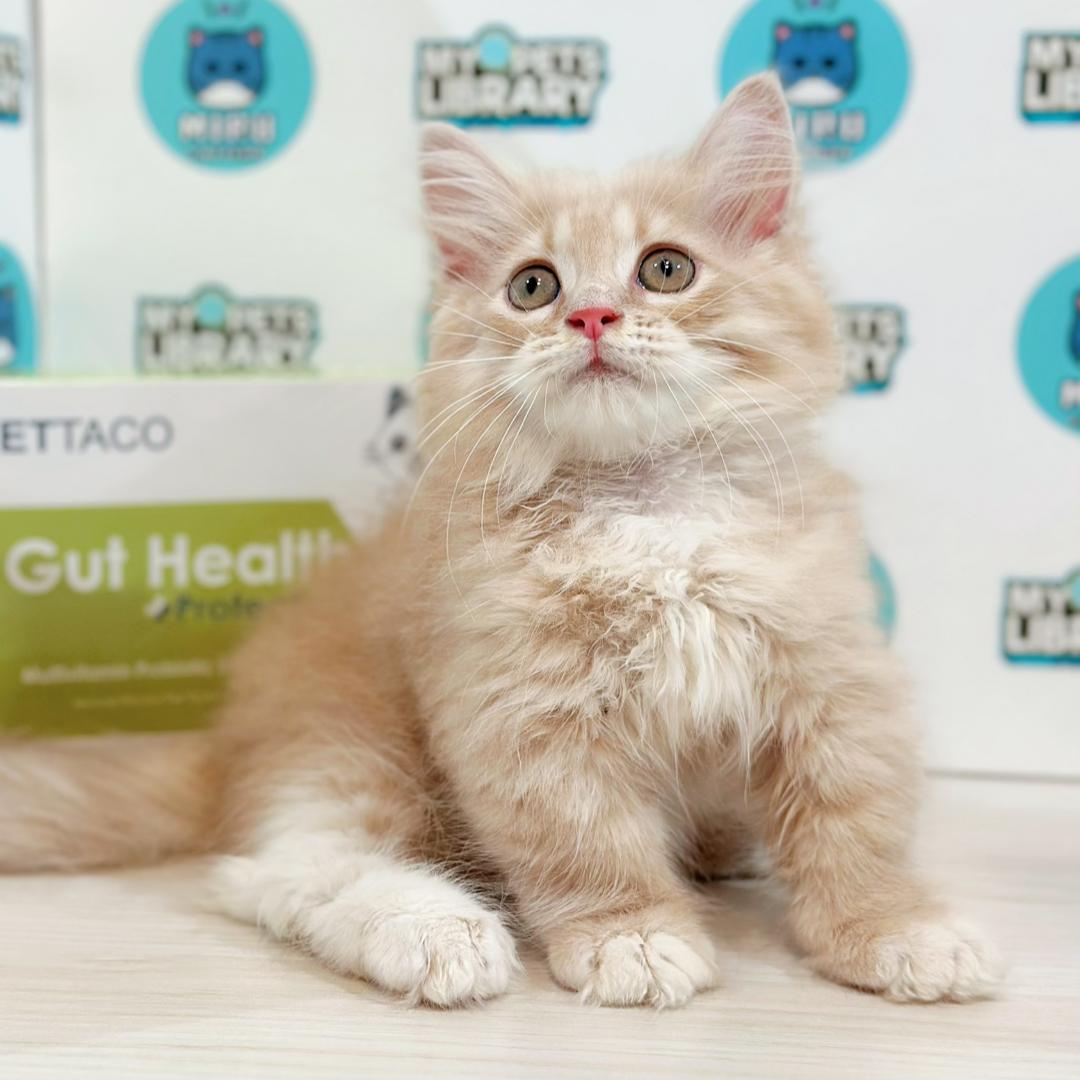 Super Short Munchkin Longhair Kitten