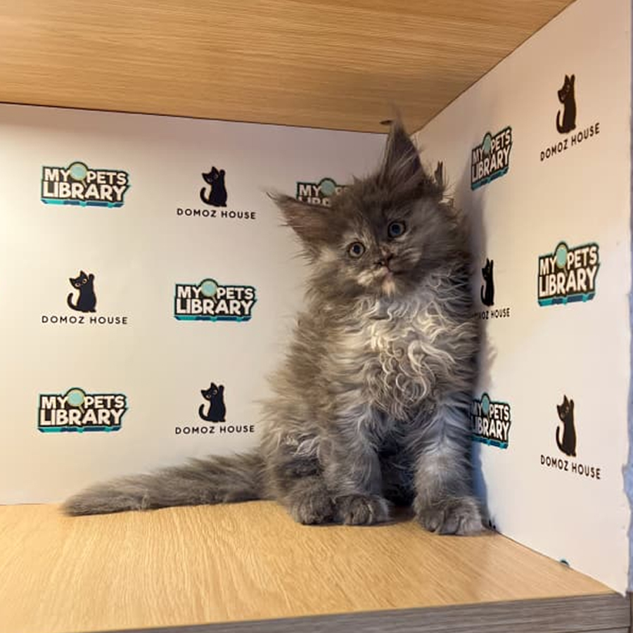 Maine Coon Kitten