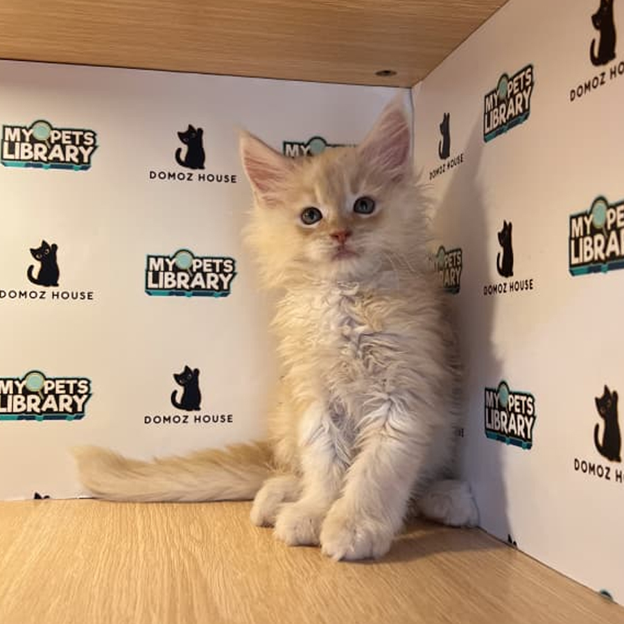 Maine Coon Kitten