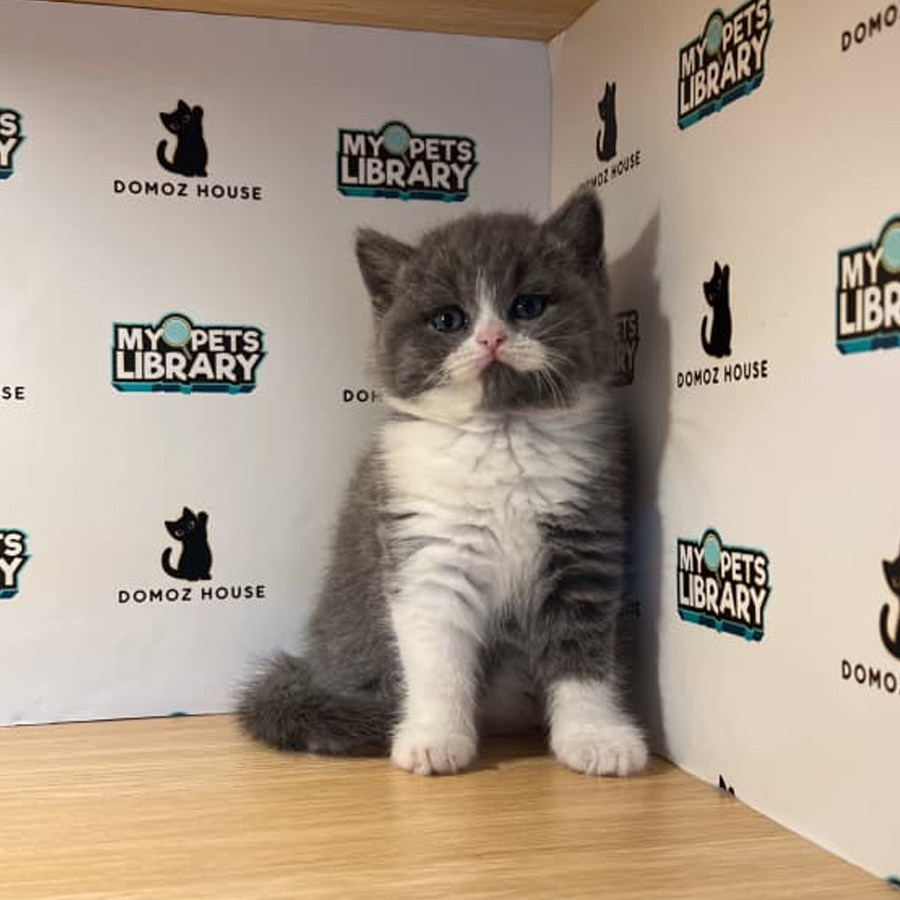 British Shorthair Kitten