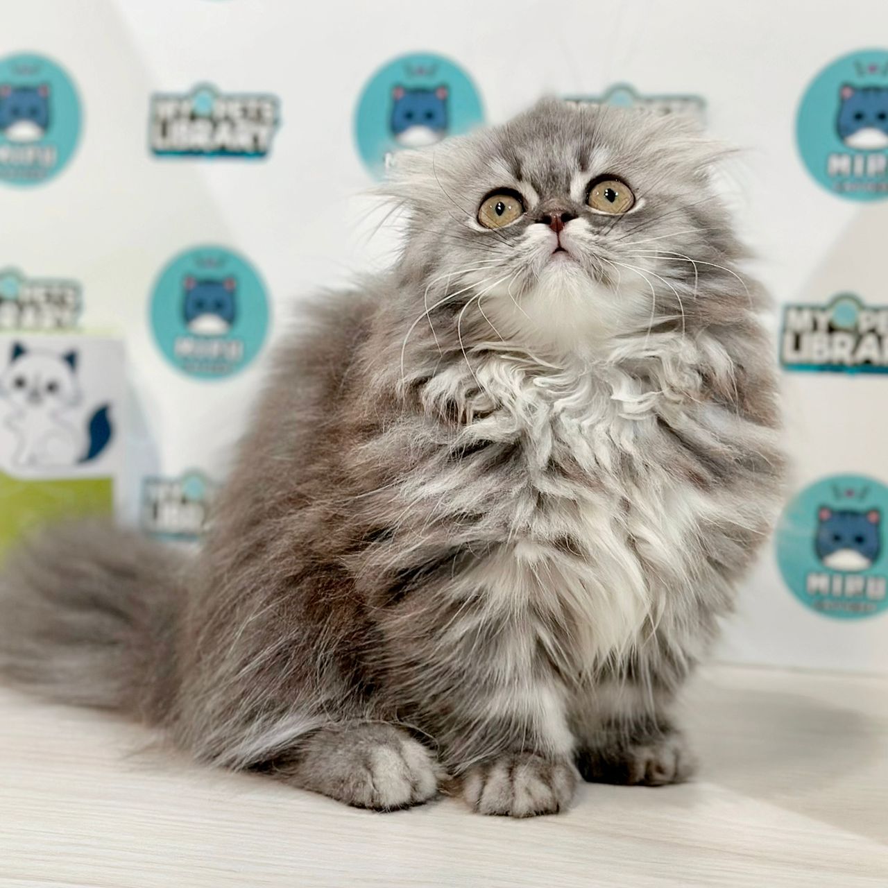 Super Short Minuet Napoleon Kitten