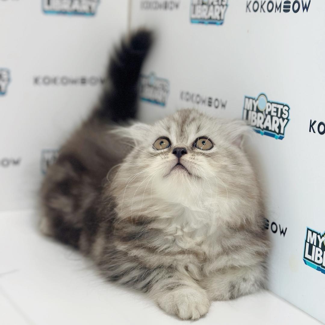 Scottish Persian Kitten
