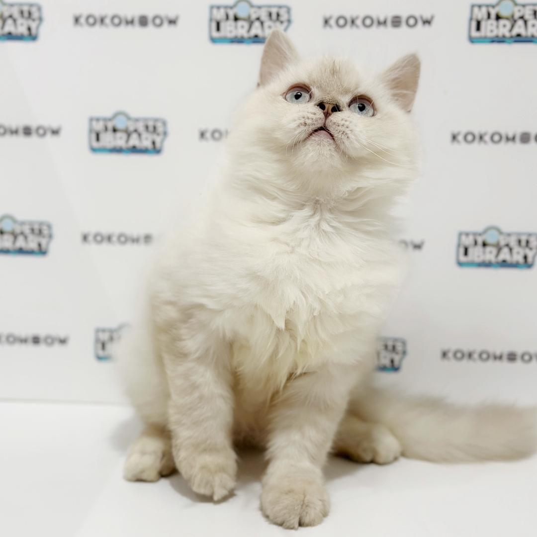 Himalayan Persian Kitten