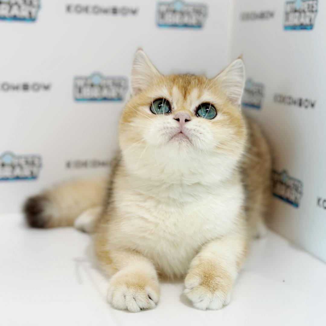 British Shorthair Kitten