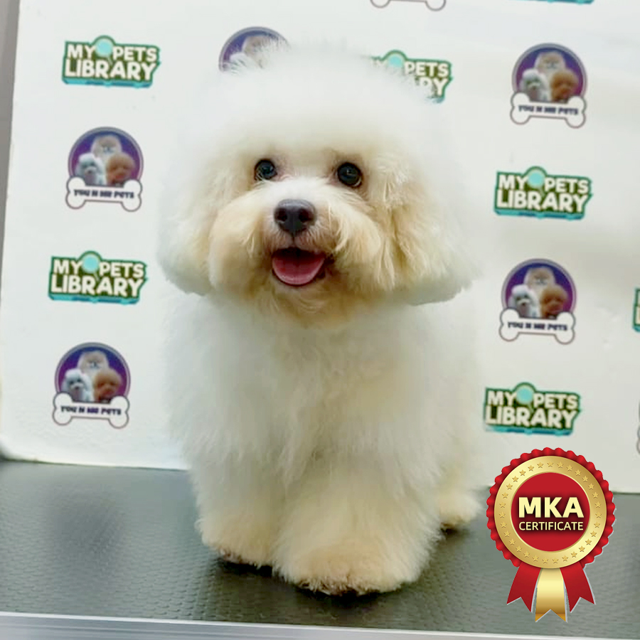 MKA Tiny Bichon Frise Puppy