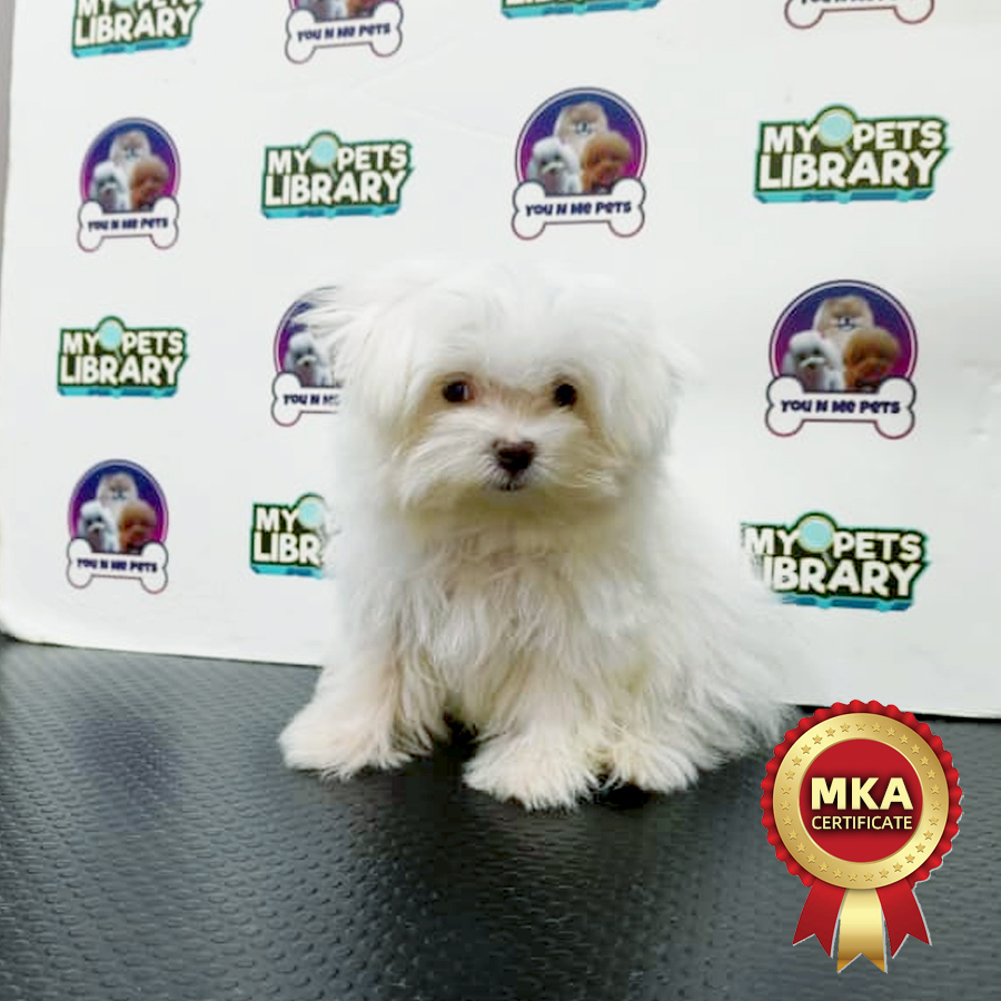 MKA Tiny Maltese Puppy