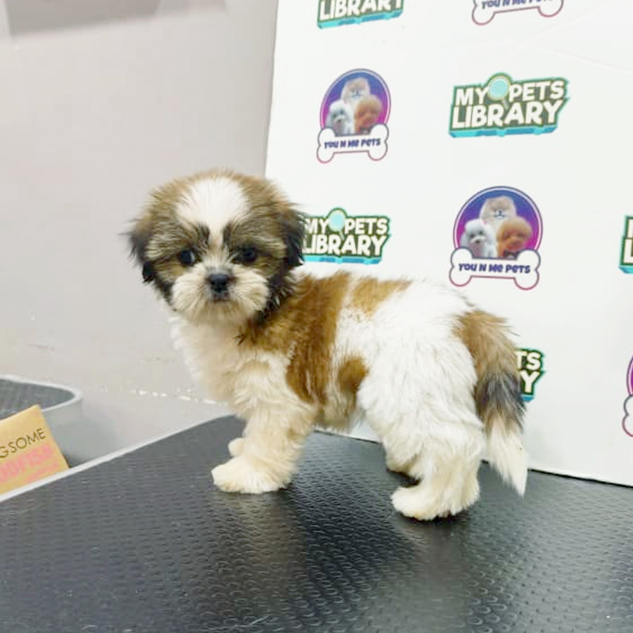 Mini Shih Tzu Puppy