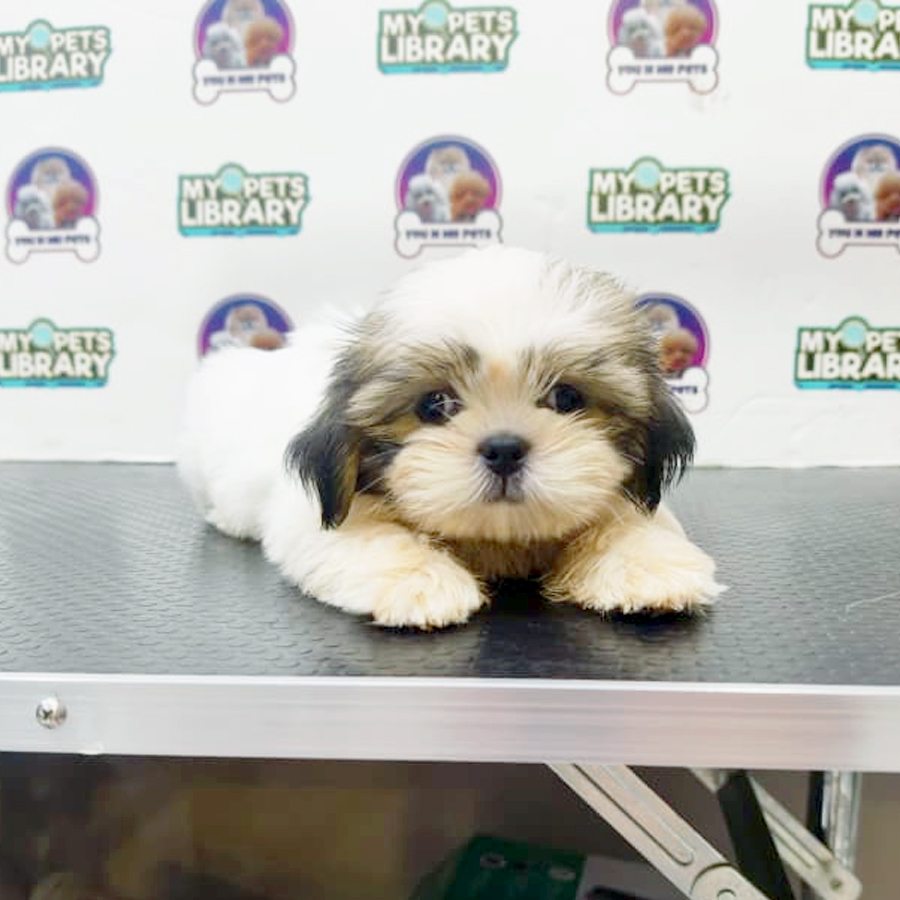Mini Shih Tzu Puppy