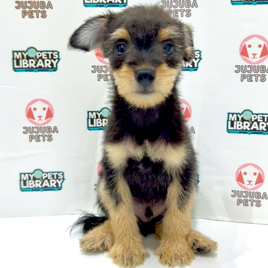 Silkese Puppy