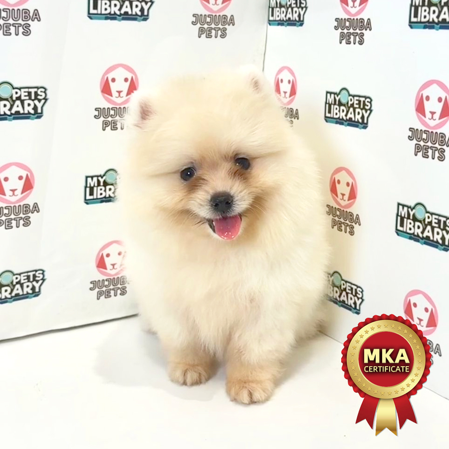 MKA Pomeranian Puppy