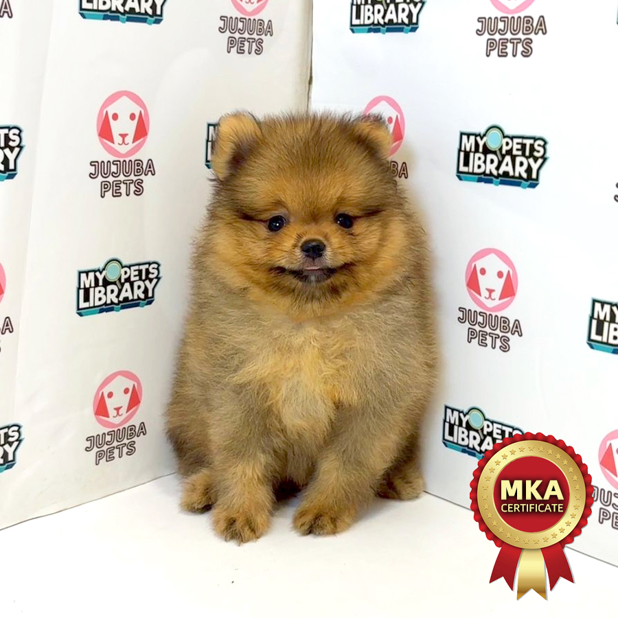MKA Pomeranian Puppy
