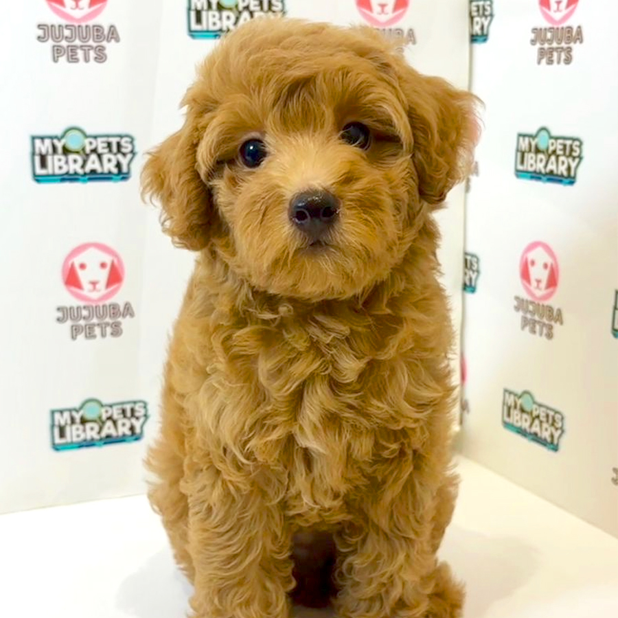 Toy Poodle Puppy