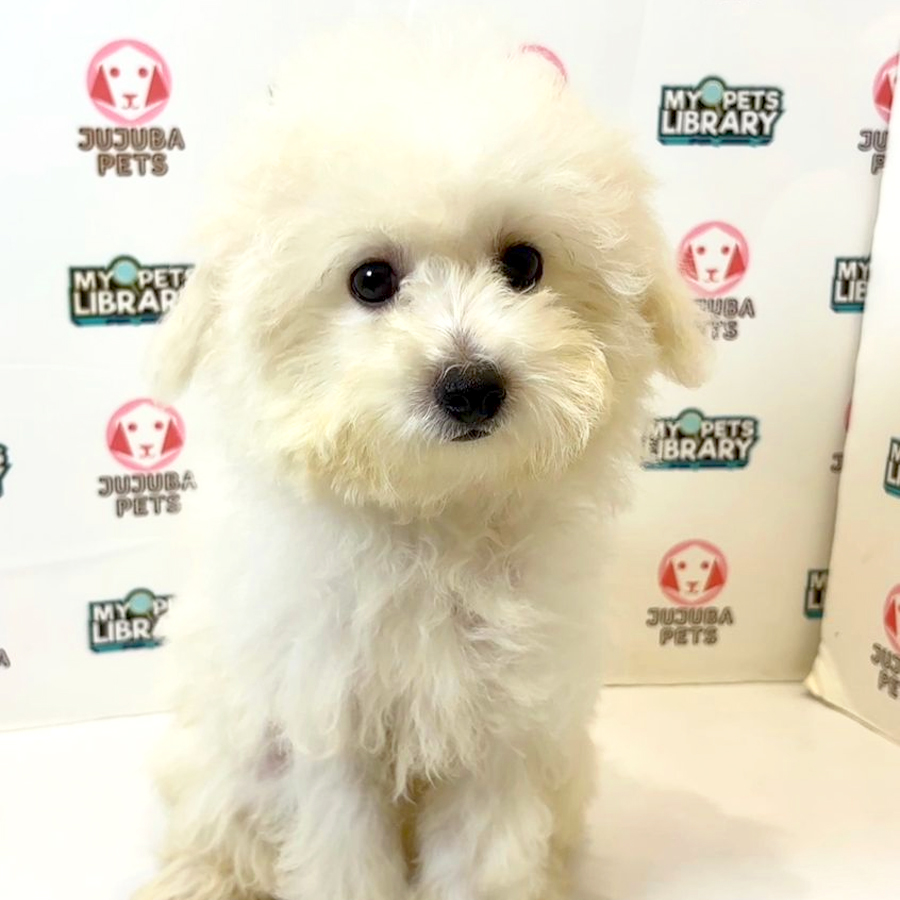 Poochon Puppy