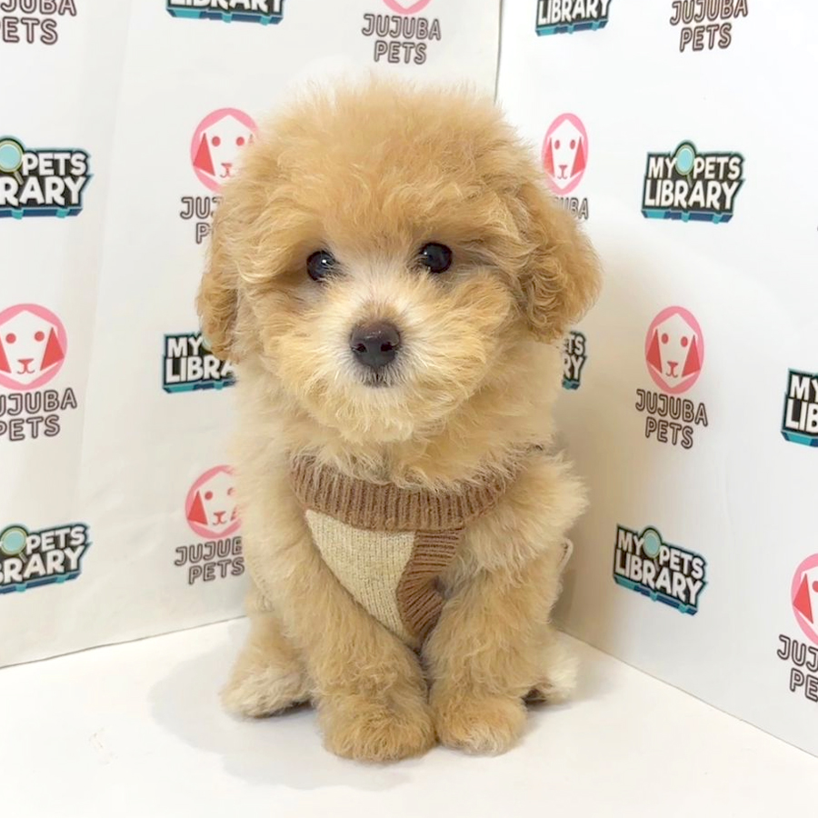 Toy Poodle Puppy