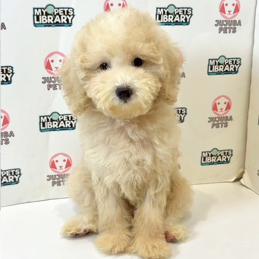 Toy Poodle Puppy
