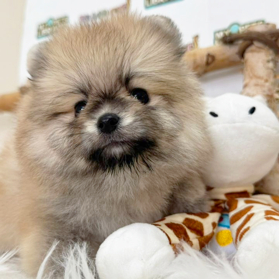 Tiny Pomeranian Puppy