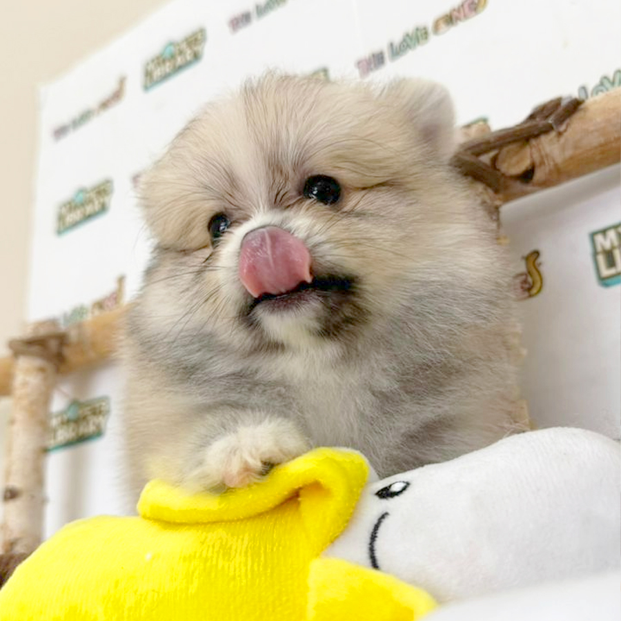 Tiny Pomeranian Puppy