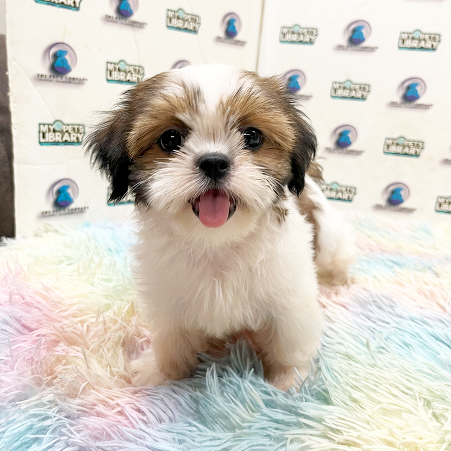 Shih Tzu Puppy