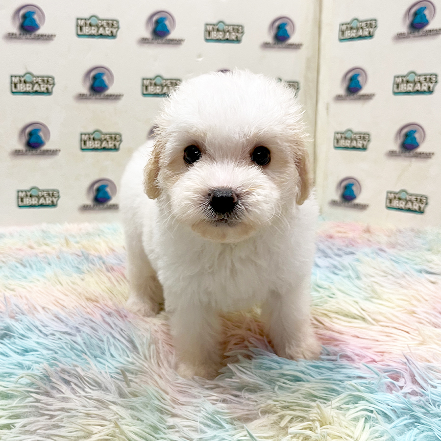 Maltipoo Puppy