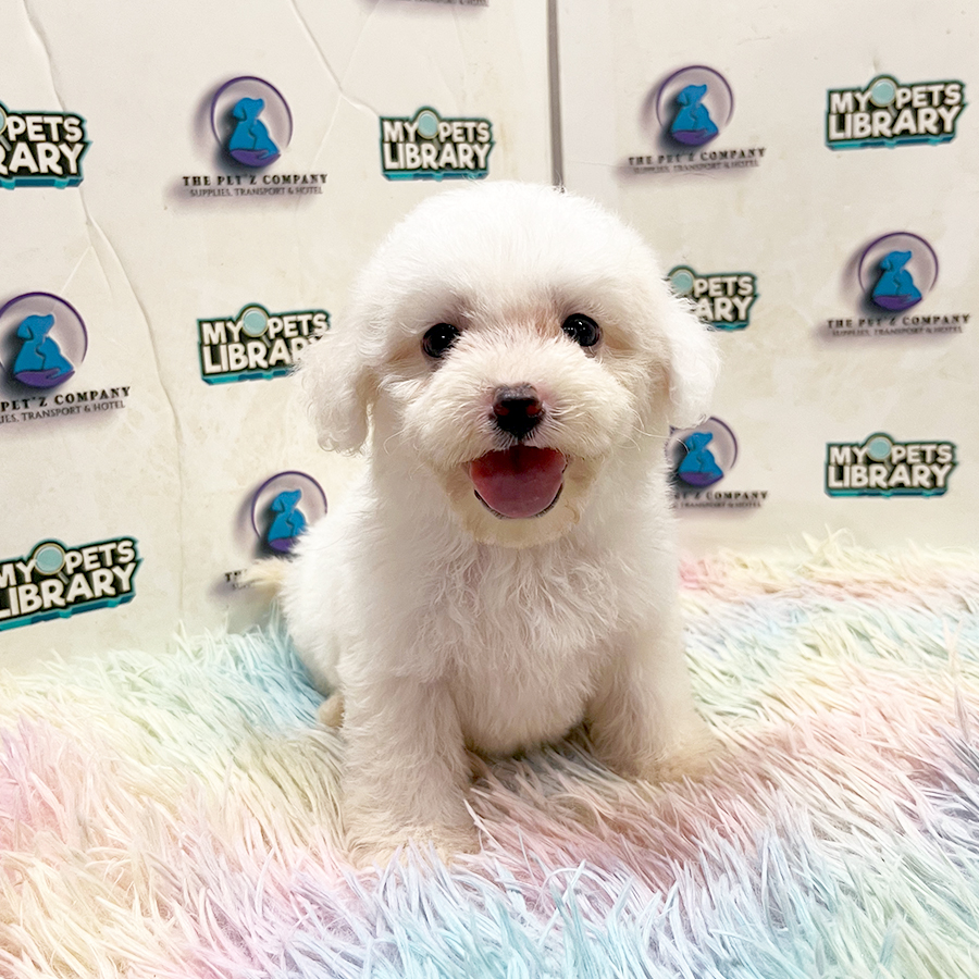 Maltipoo Puppy