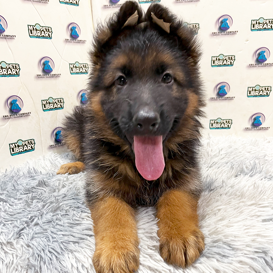 German Shepherd Puppy