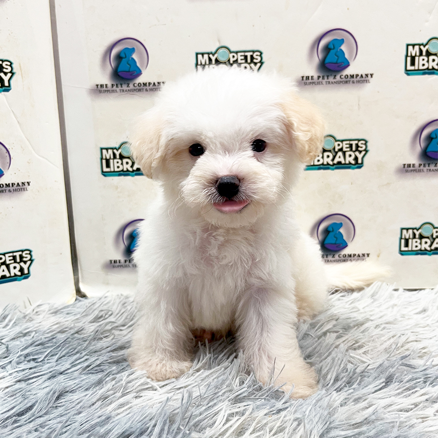 Maltipoo Puppy