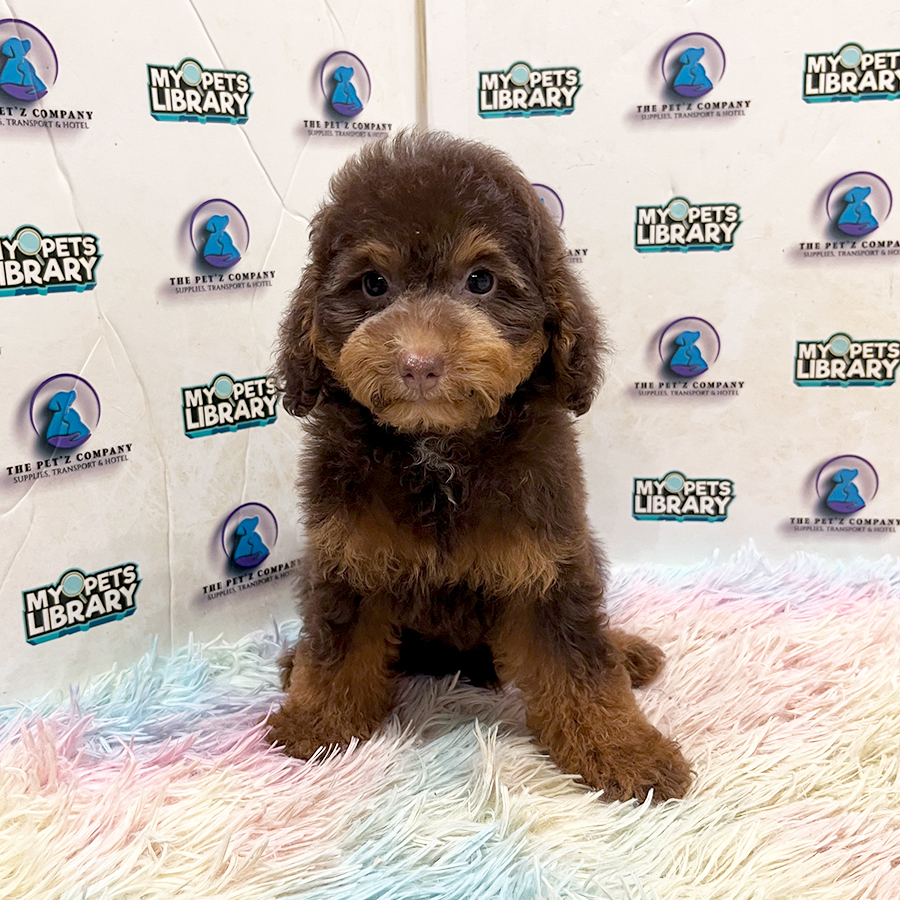 Toy Poodle Puppy