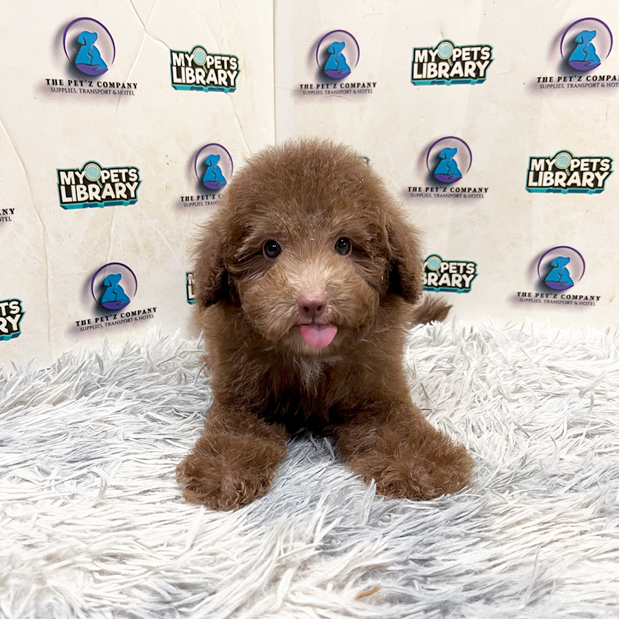 Toy Poodle Puppy