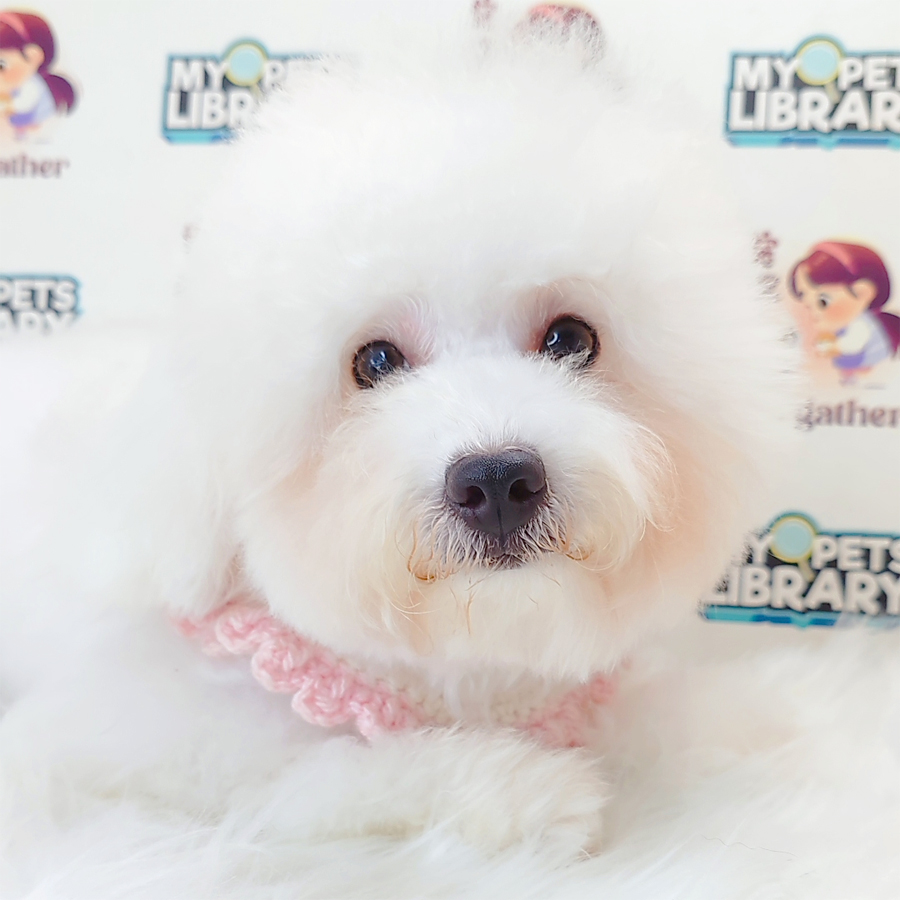 Bichon Frise Puppy