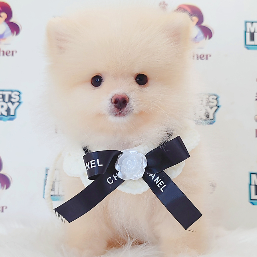 Pomeranian Puppy