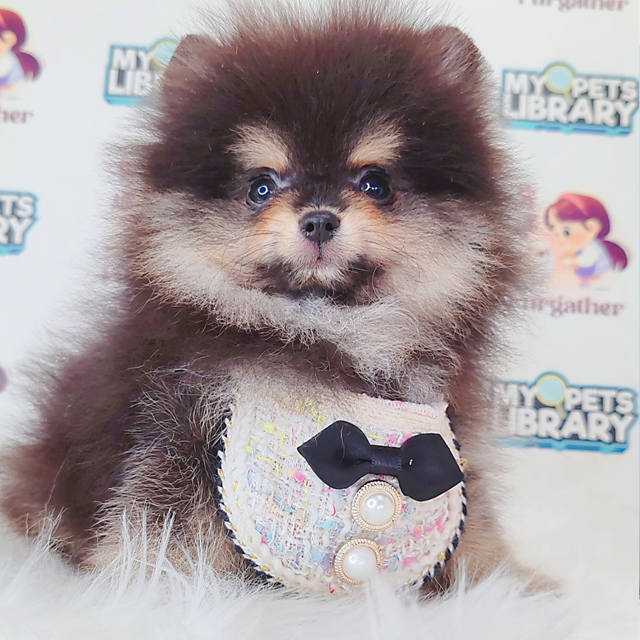 Pomeranian Puppy