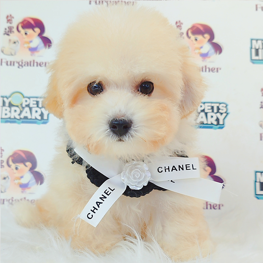 Maltipoo Puppy