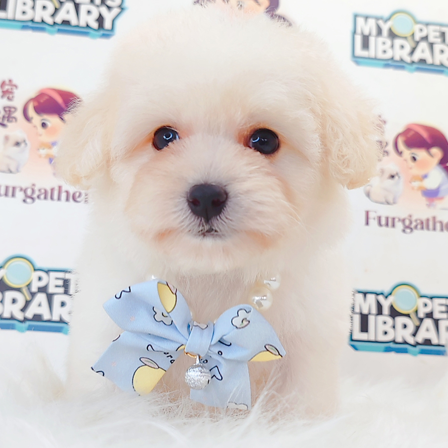 Maltipoo Puppy