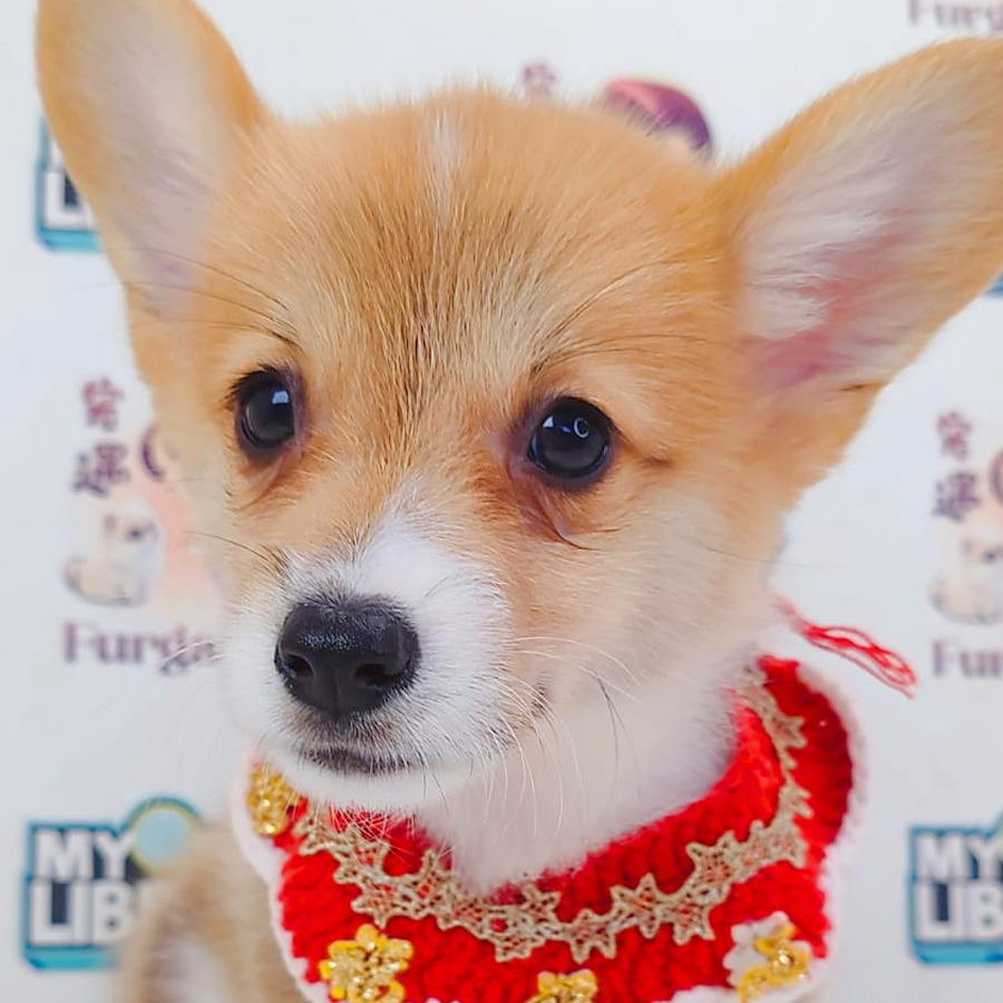 Welsh Corgi Puppy