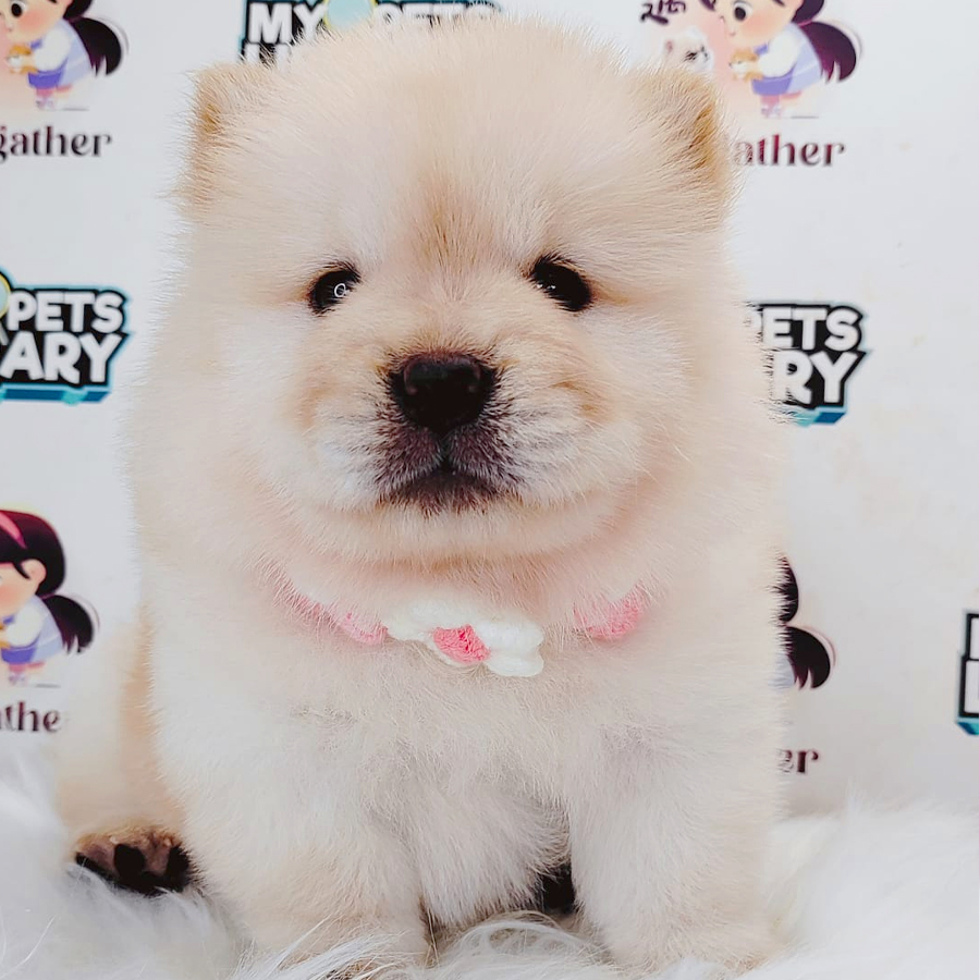 Chow Chow Puppy